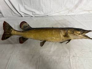 Northern Pike Wall Mount