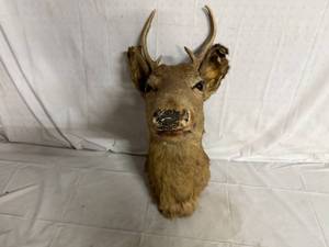 lot 42 image: Deer Wall Mount