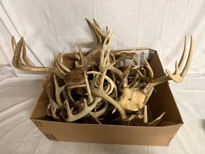 lot 45 image: Box of 15 Deer Racks