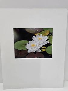 lot 242 image: Professional Lotus Flower Photograph by Arnold Williams - Phoenix Center for the Arts