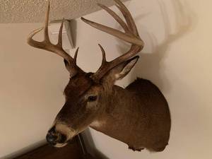 lot 58 image: Deer Mount