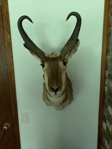 lot 155 image: Mounted Taxidermy Head Pronghorn Antelope