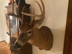 lot 69 image: Deer Mount