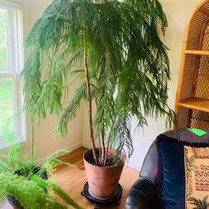 lot 252 image: Living Norfolk Island Pine Plant