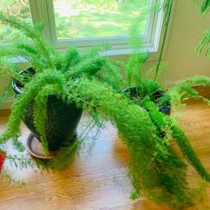 lot 253 image: Two Living Asparagus Fern Plants