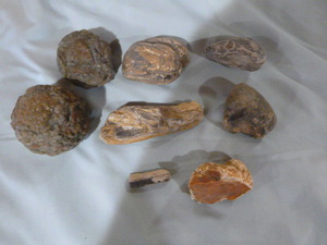 lot 24 image: Geodes and Petrified Wood