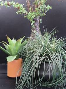 lot 62 image: DECOR