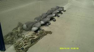 lot 91 image: Bag of 6 Canada Goose Decoys