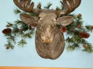 lot 111 image: Rustic Moose Head Mount with Pine and Cone Accents