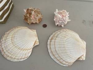 lot 186 image: Collection of Large Sea Shells and Conch Shells