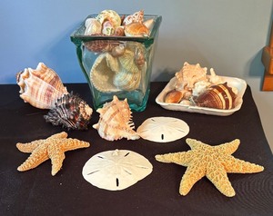 lot 354 image: Collection of Sea Shells, Starfish, and Sand Dollars