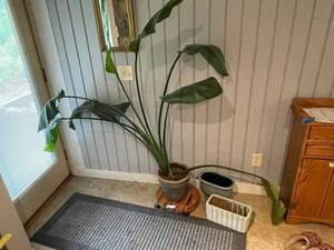 lot 216 image: Live Indoor Plant in Ceramic Planter with Additional Pots