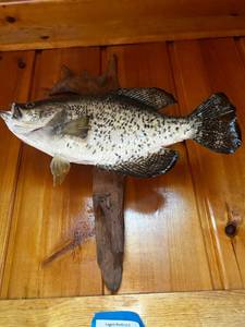 lot 20 image: Mounted Fish Taxidermy Display on Wooden Plaque