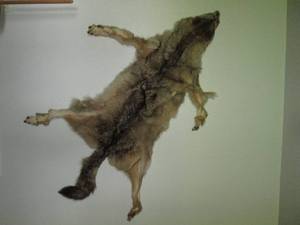 Wolf fur pelt rug or wall decor...