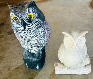 lot 162 image: Adorable Yard Owls
