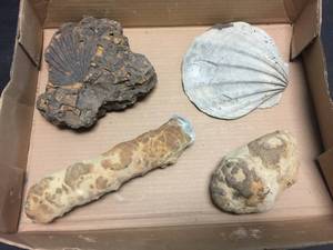 lot 206 image: 4 Fossils