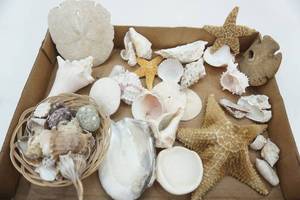 lot 24 image: Sea Shells Starfish, Sand Dollars, Conch Shells and more