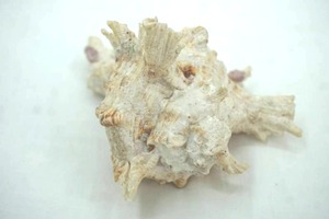 lot 25 image: Chicoreus Sea Shell 5 tall by 5 wide