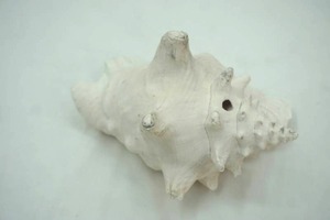 lot 26 image: White Conch Shell
