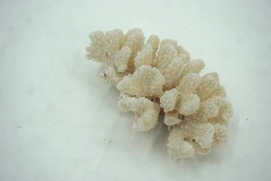 lot 27 image: Natural White Coral Reef Cluster 7 long by 4.5 wide
