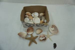 lot 91 image: Sea Shells