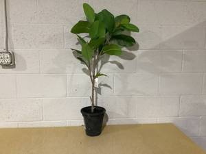 lot 286 image: 39 Faux Audrey Ficus Tree - Hearth & Hand with Magnolia Indoor Floor Plant, Unlit Artificial Ficus with Pot