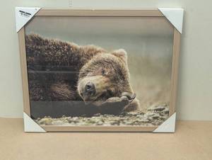 lot 178 image: 20 x 16 Bear Photography Framed Art Brown - Threshold Frame, Animal Wall