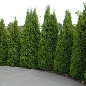 lot 98 image: Emerald Green Arborvitae 5 - 6