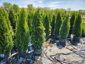 Emerald Green Arborvitae - 4'-5'