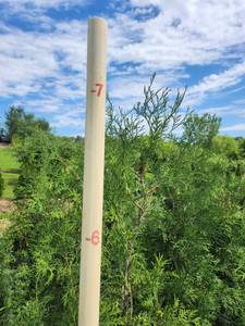 lot 227 image: Hetz Wintergreen Arborvitae 7-8  - 10 gallon