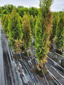 lot 236 image: Emerald Green - 5 - Lot of 4 trees - Windburn