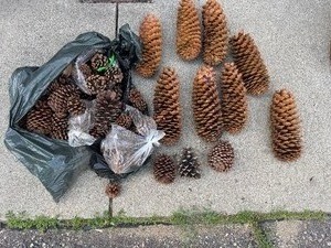 lot 144 image: GIANT Pinecones