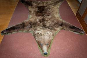 Vintage Alaskan Brown Bear Rug – 91" x 80"