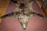 Vintage Alaskan Brown Bear Rug – 91" x 80"