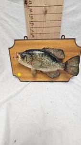 lot 68 image: Crappie Mount