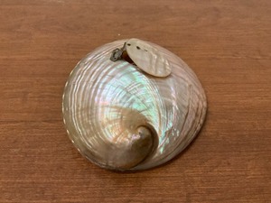 lot 97 image: Shell with Hinged Opening