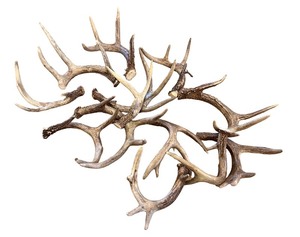 lot 184 image: Collection of Deer Antlers for Decor or Crafting