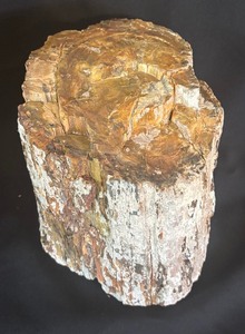 lot 26 image: Petrified Wood Stump