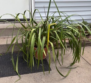 lot 173 image: Live Ponytail Palm Plant