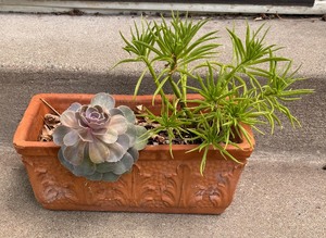 lot 179 image: Beautiful Live Succulent Plants