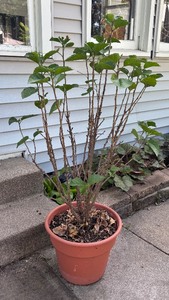 lot 201 image: Pretty Live Plant