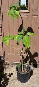 lot 211 image: Pretty Potted Plant