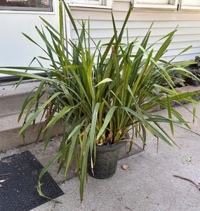lot 213 image: Remarkable Real Plant