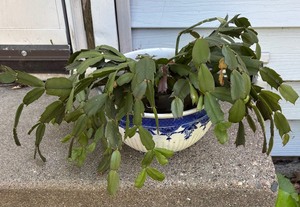 lot 217 image: Live Christmas Cactus Plant