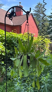 lot 226 image: Shepards Hook with Live Plant
