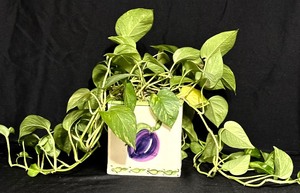 lot 324 image: Real Plant Golden Pothos