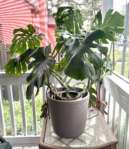 lot 441 image: Monstera Deliciosa Plant  Swiss Cheese Plant  Split-Leaf Philodendron