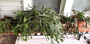 lot 444 image: Four Fantastic Live Christmas Cactus Plants