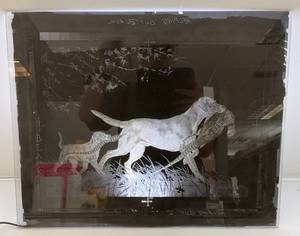lot 144 image: 1964 Glass Negative Helping Out Dog With Pheasant 16 x 20