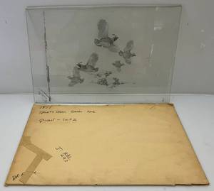 lot 146 image: 15 x 24 1951 Vintage Glass Negative With Quail